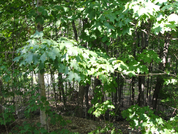 Real Estate for Sale, ListingId:15678186, location: 115R Colonial Drive Shrewsbury 01545