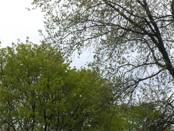 Land for Sale, ListingId:16828951, location: Land Lot 3 Murray Rd Ashburnham 01430
