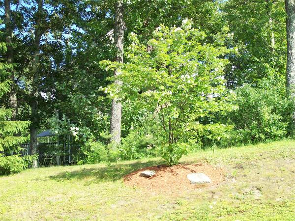 Viewing Image 12