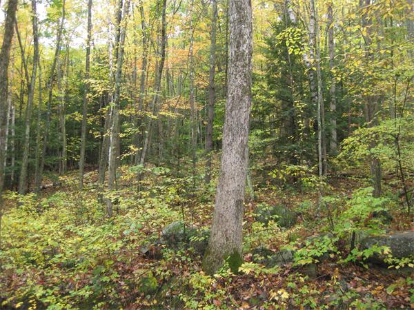 Land for Sale, ListingId:17549671, location: Lot 1 Brooks Rd. Athol 01331