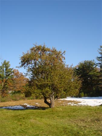 Land for Sale, ListingId:17735356, location: Lot 4 Minott St. Gardner 01440