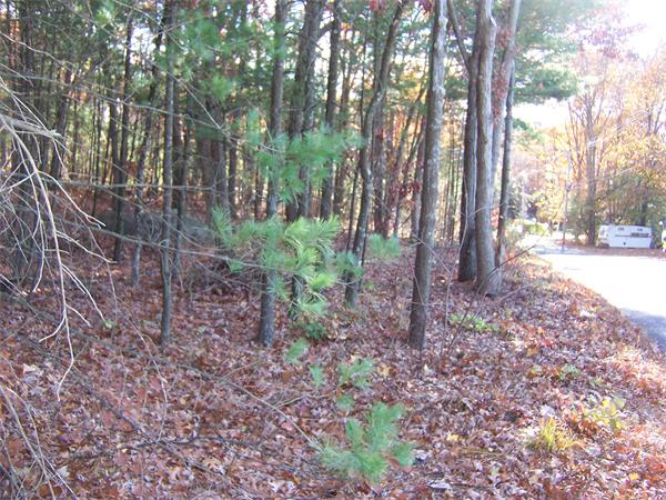 Land for Sale, ListingId:18586675, location: 91 - A Sewall Shrewsbury 01545