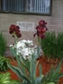 Lynn Massachusetts townhouse photo