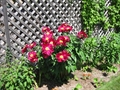 Charlestown Boston MA Condo for sale