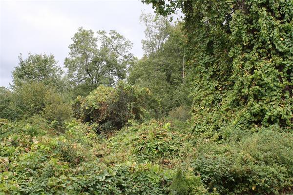 8 Lots 34 & 41 Westboro Road
