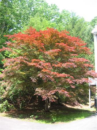 16 Greenridge Lane 16, Lincoln, MA, 01773