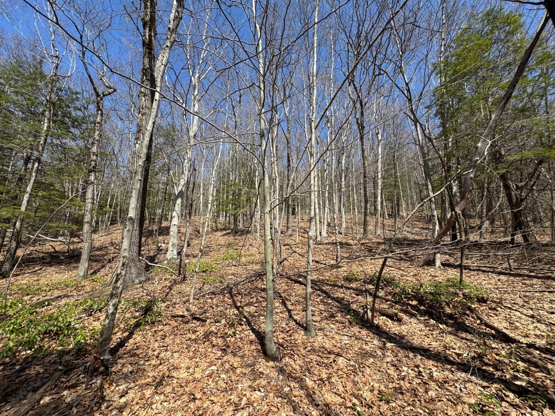 bernardston - #73212667