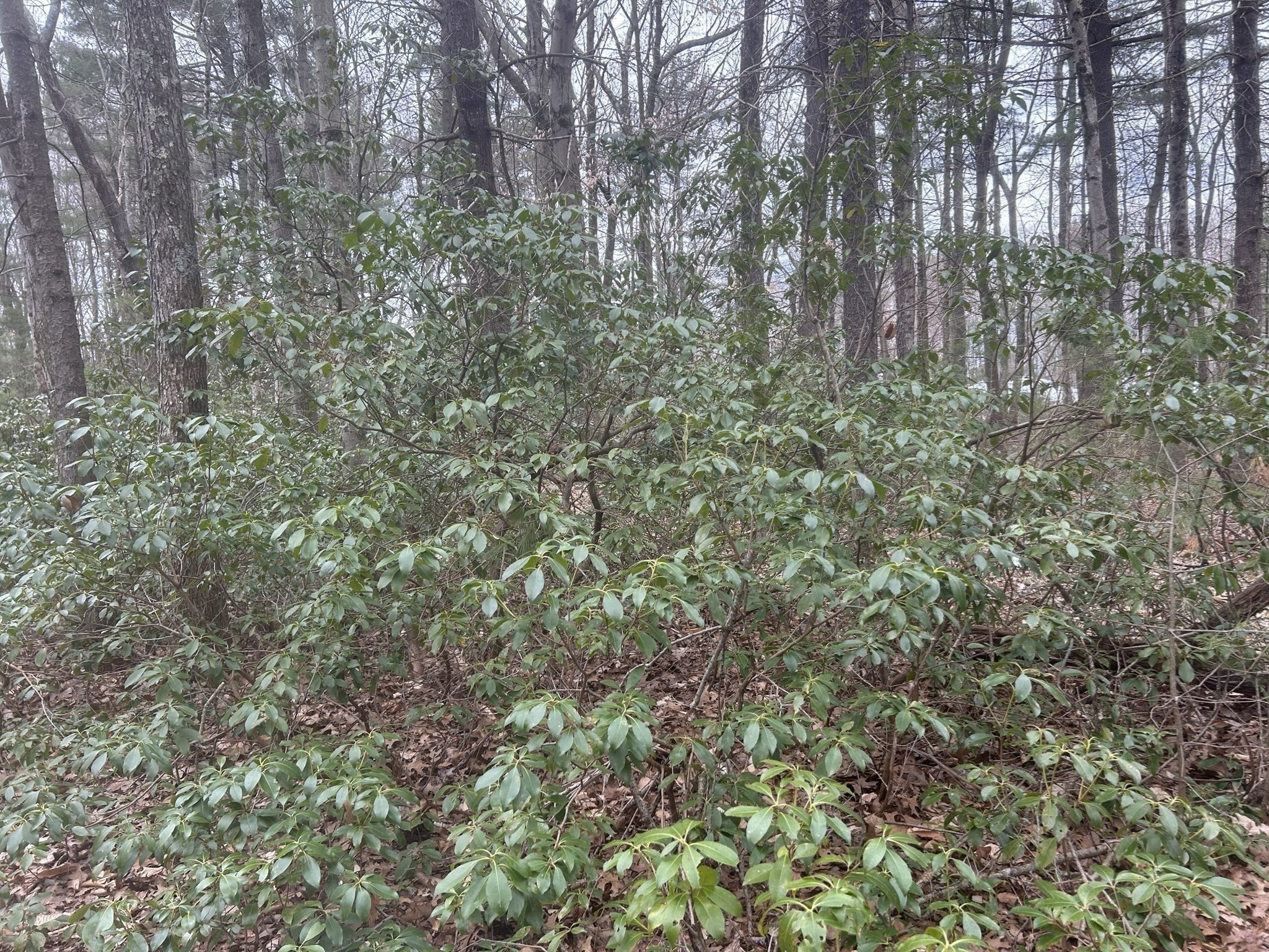 0 Main Street, Leicester, MA 01524 - Image 11