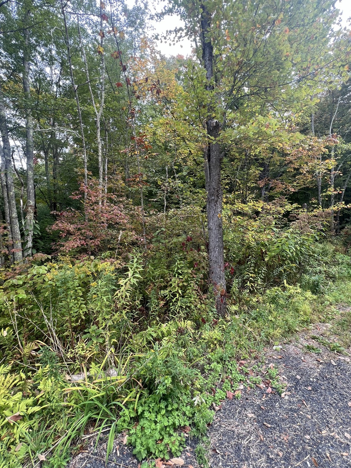 0 Allen Rd, Belchertown, MA 01007 - Image 2