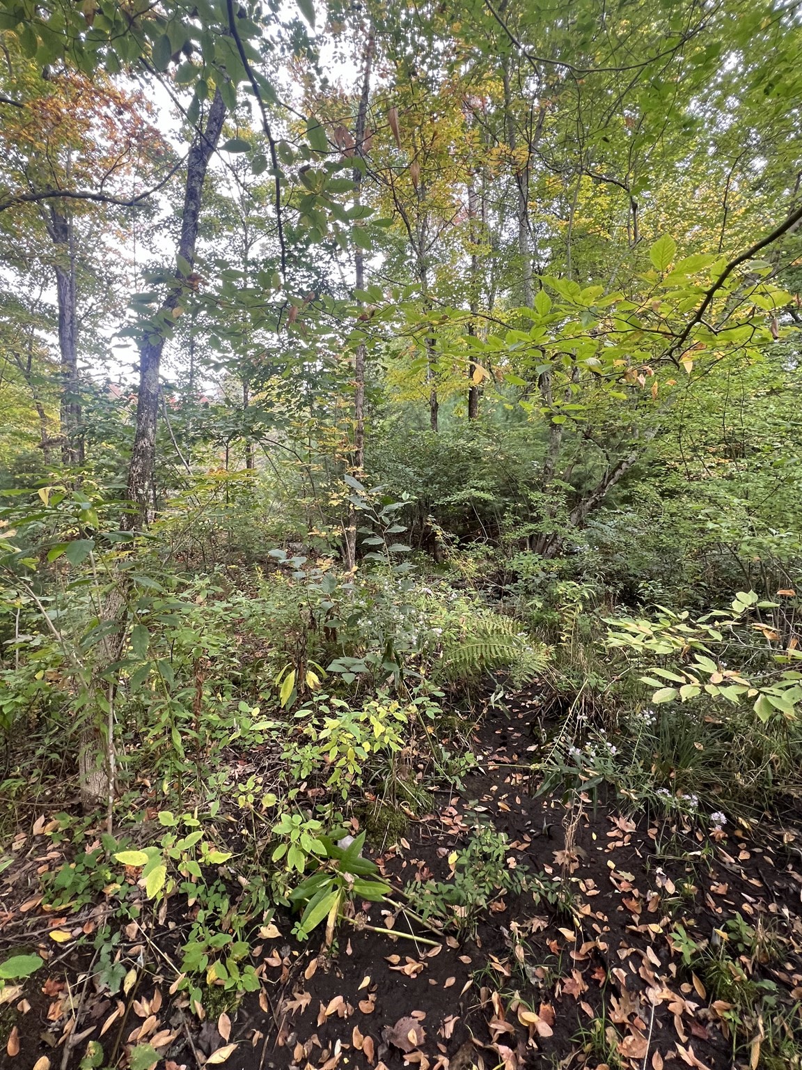 0 Allen Rd, Belchertown, MA 01007 - Image 3