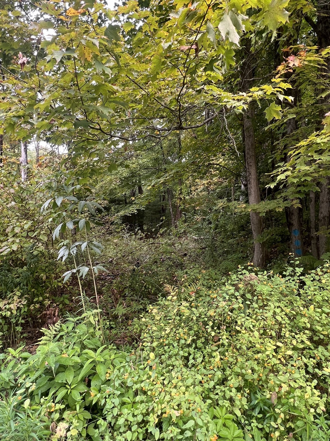 0 Allen Rd, Belchertown, MA 01007 - Image 4