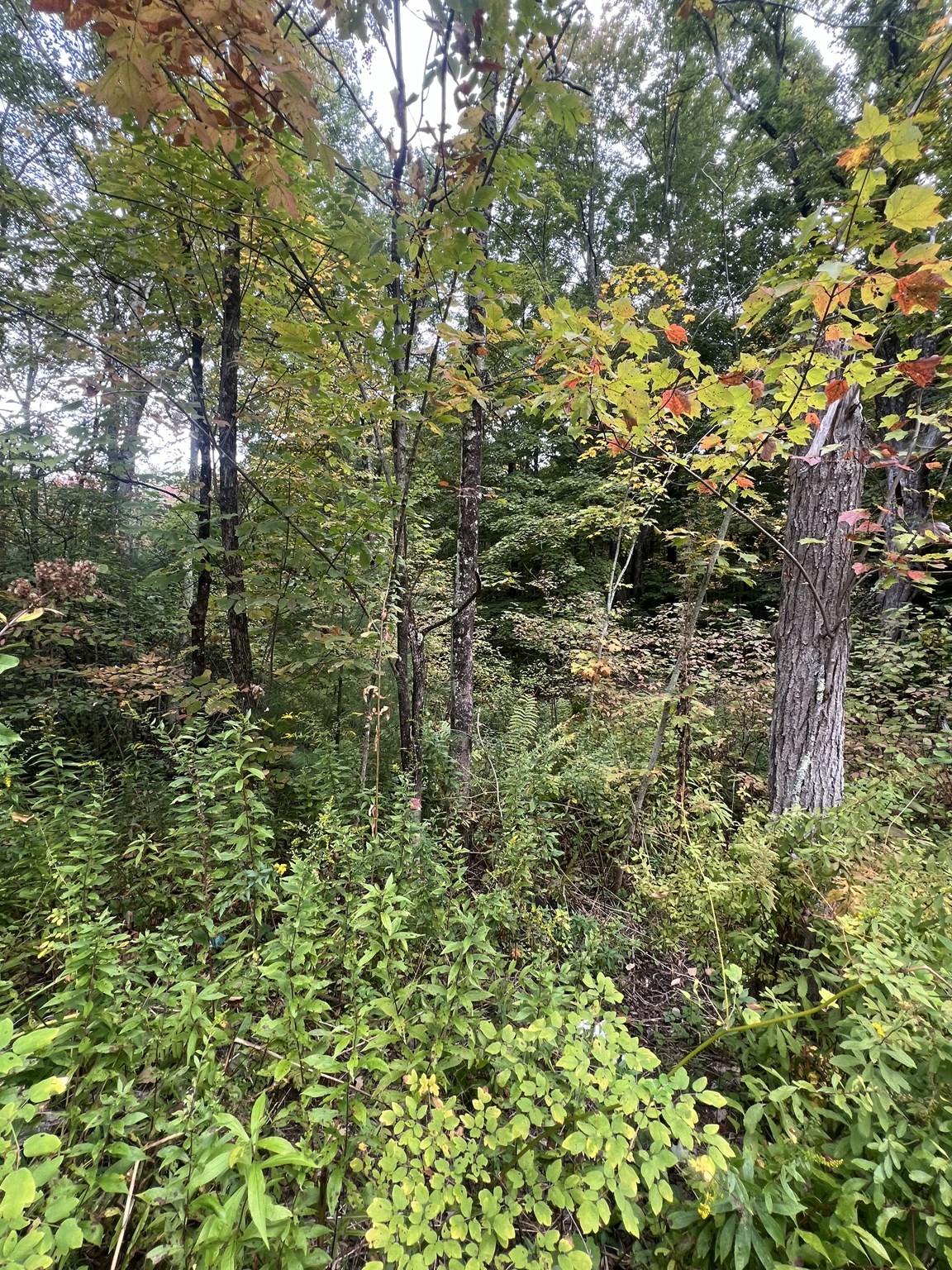 0 Allen Rd, Belchertown, MA 01007 - Image 5