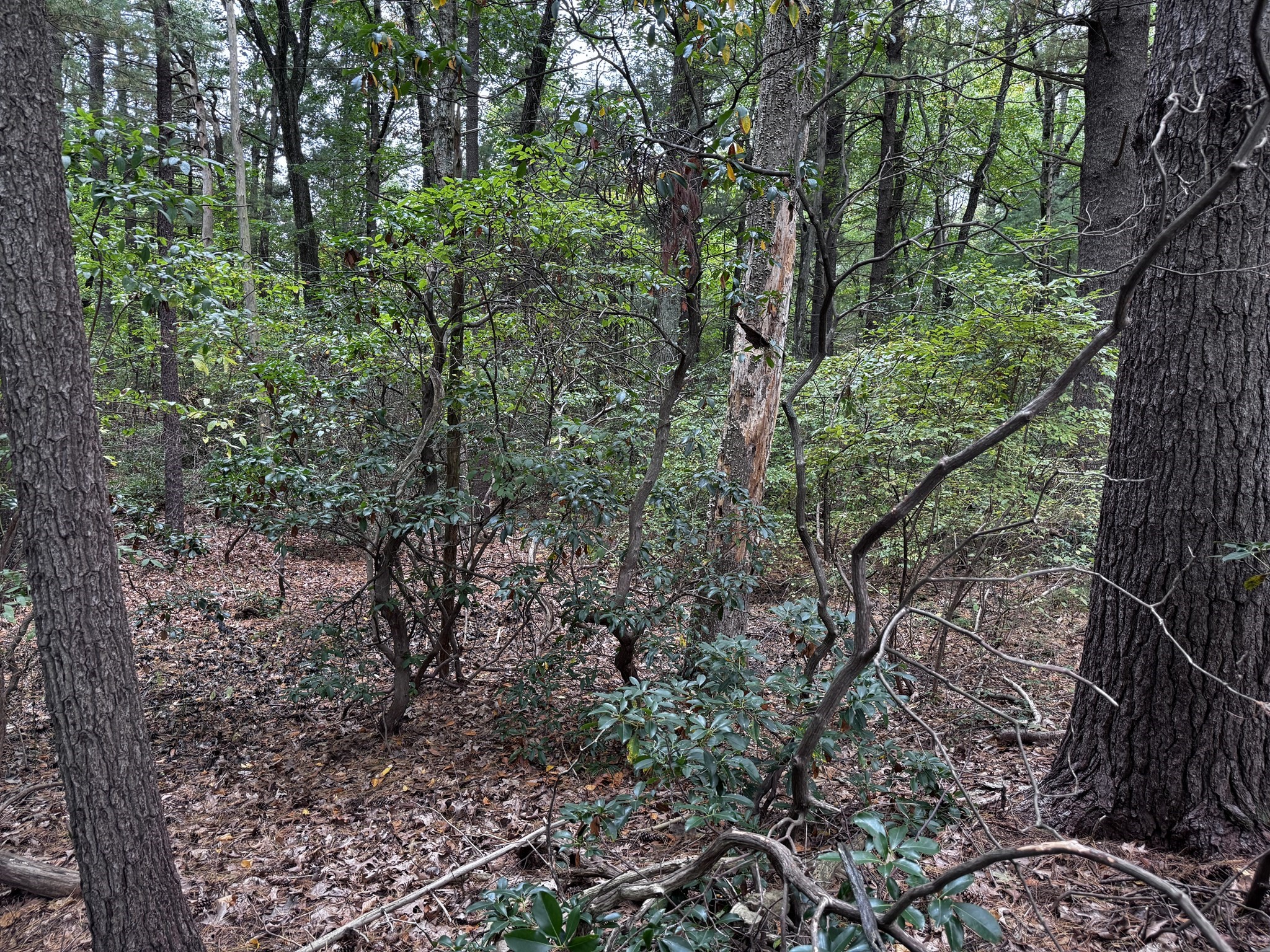 63 Holman Street, Lunenburg, MA 01462 - Image 3