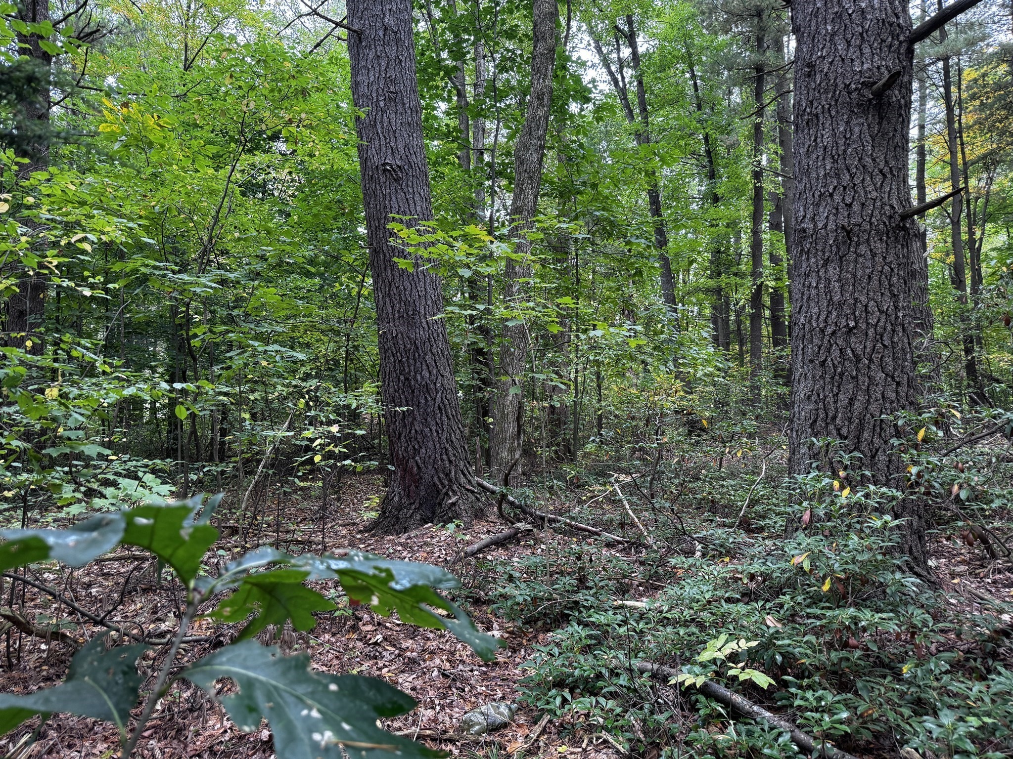 63 Holman Street, Lunenburg, MA 01462 - Image 4