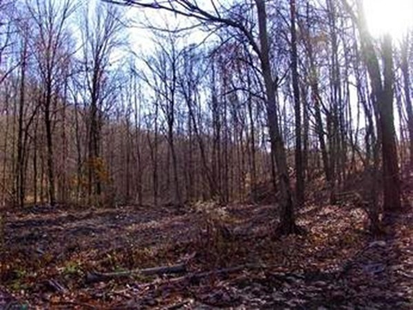 wilbraham - #73318963