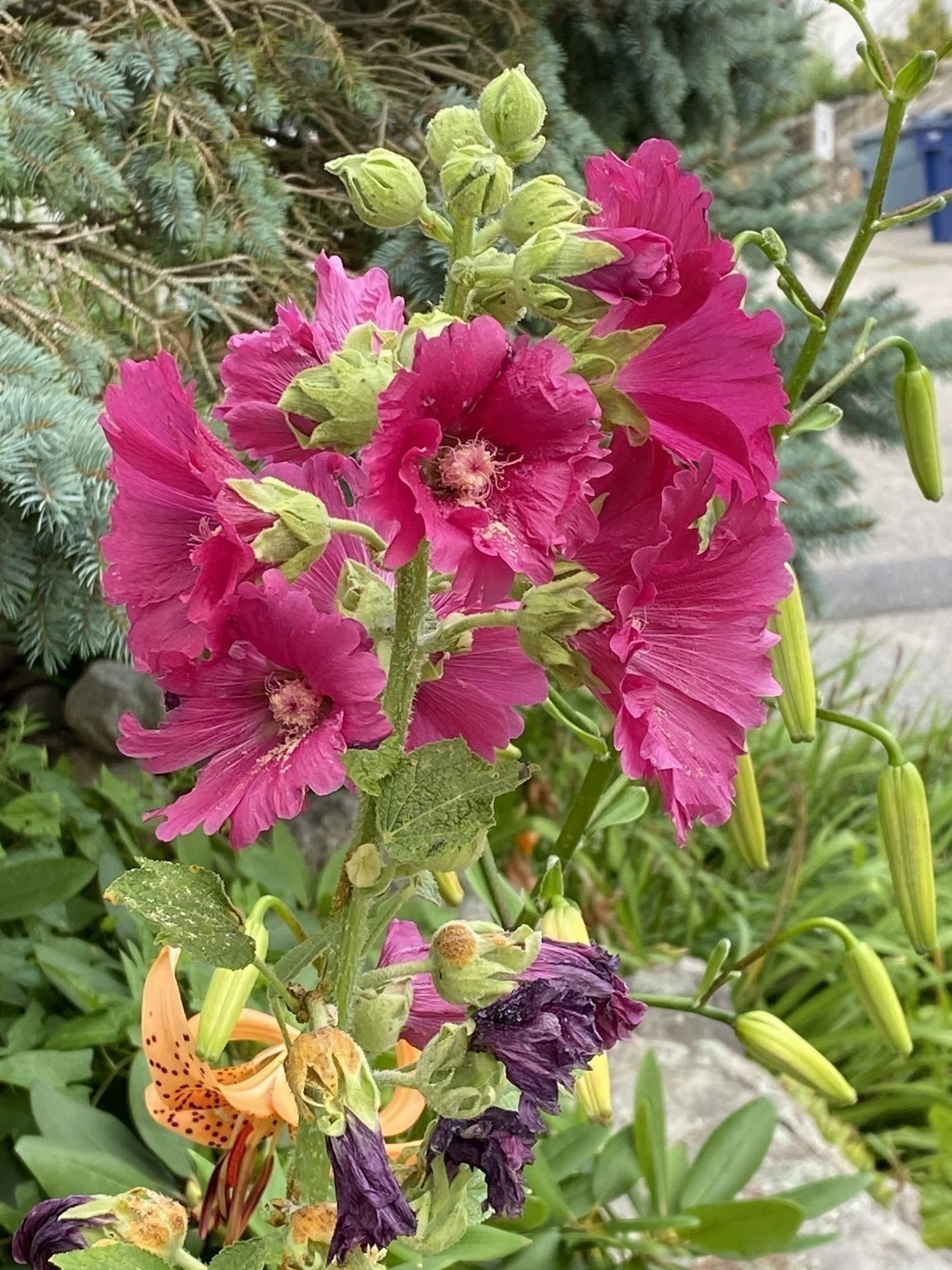 35 Heron, West Roxbury, Boston, MA 02132 - Image 25