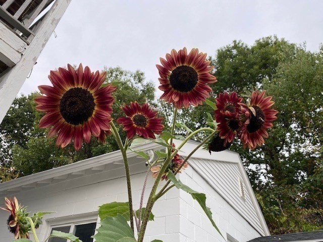 35 Heron, West Roxbury, Boston, MA 02132 - Image 30