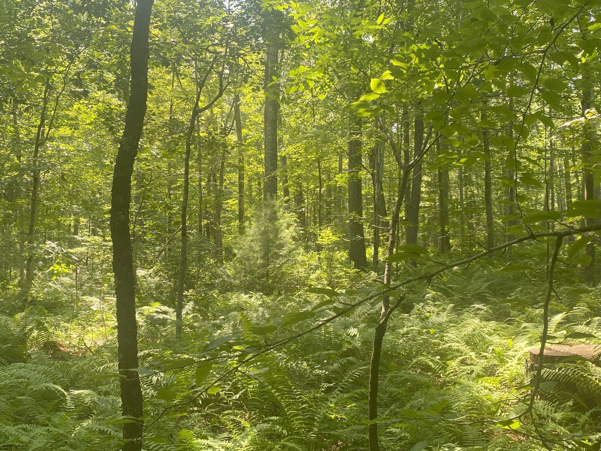 2 Chapin Rd, Hampden, MA 01036 - Image 3