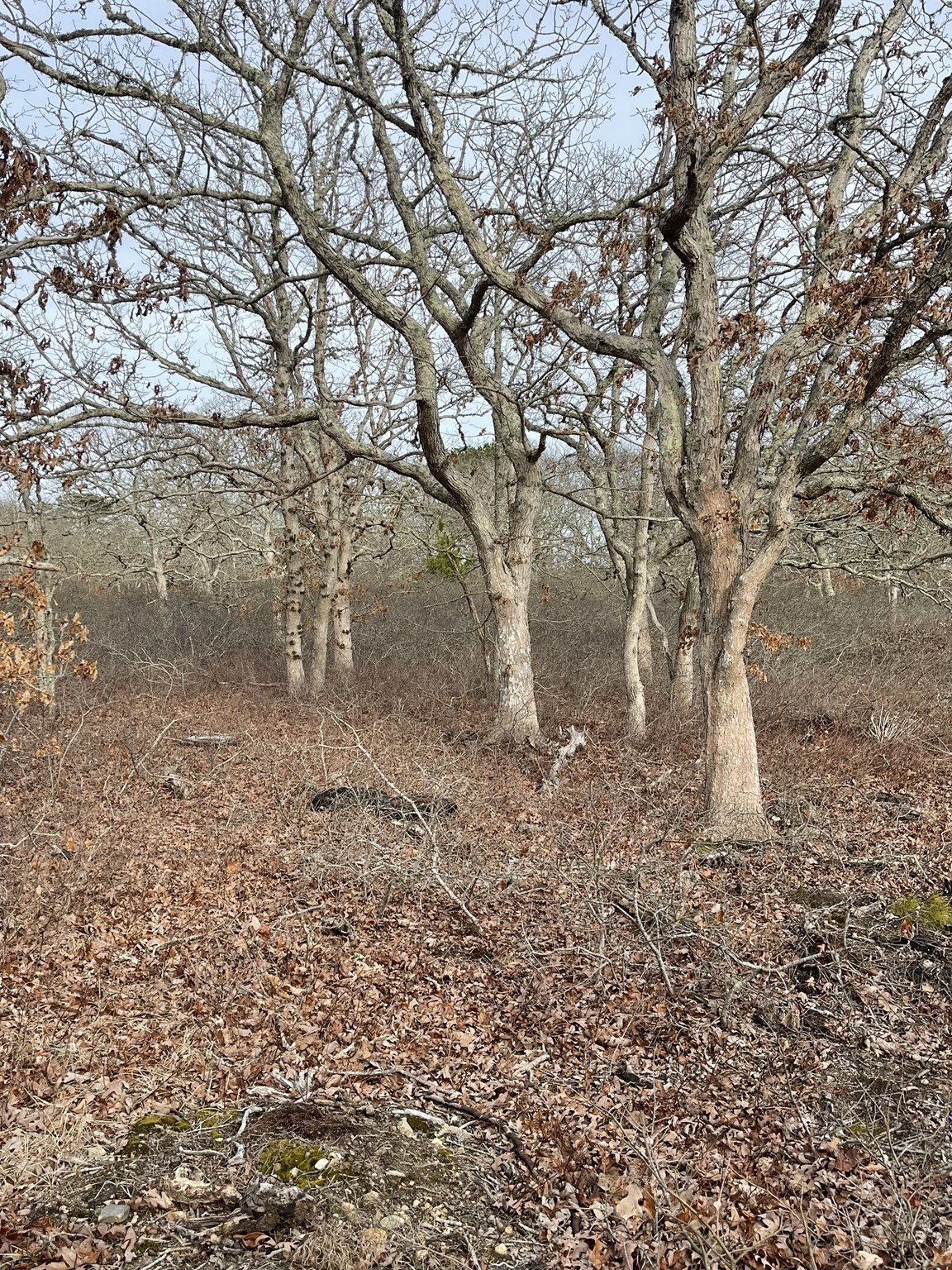 22 Bramble Path, West Tisbury, MA 02575