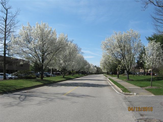 pembroke - #73365651