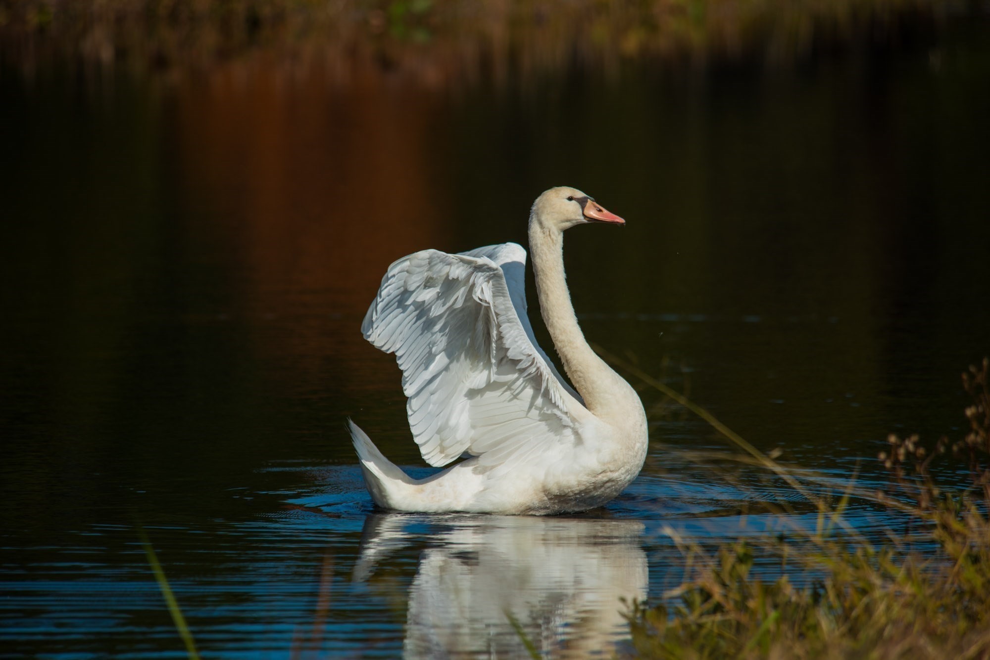 20 Towering Trees Road, Plymouth, MA 02360 - Image 15