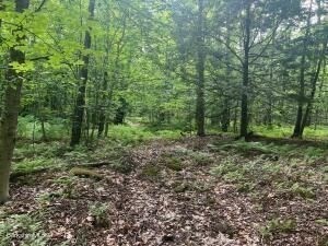 0 Johnnycake Hill Rd, Middlefield, MA 01243 - Image 2