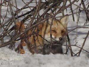 0 Johnnycake Hill Rd, Middlefield, MA 01243 - Image 12