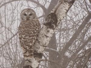 0 Johnnycake Hill Rd, Middlefield, MA 01243 - Image 7