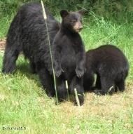 0 Johnnycake Hill Rd, Middlefield, MA 01243 - Image 9