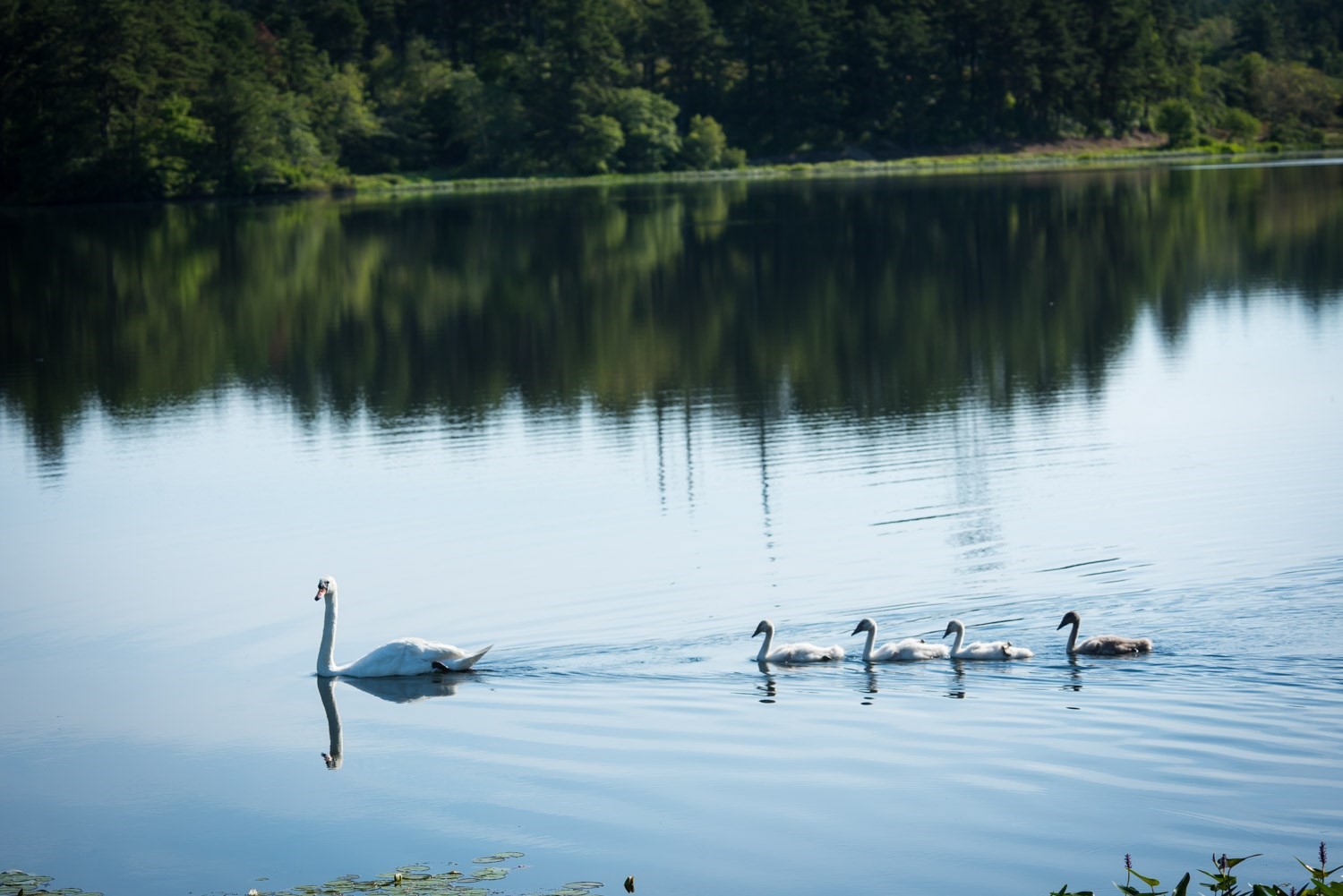 5 Verbena Dr, Plymouth, MA 02360 - Image 13