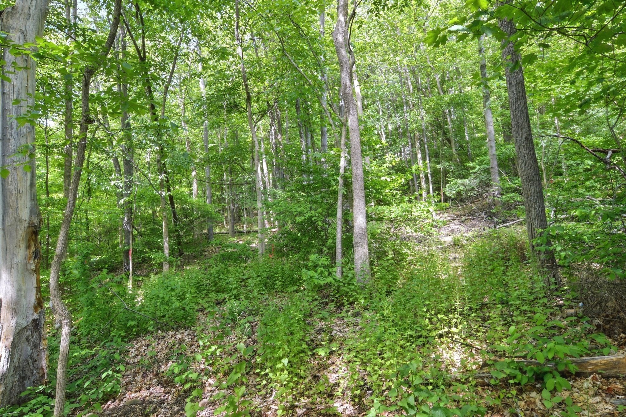 374 Wilbraham Rd Lot A, Hampden, MA 01036 - Image 14