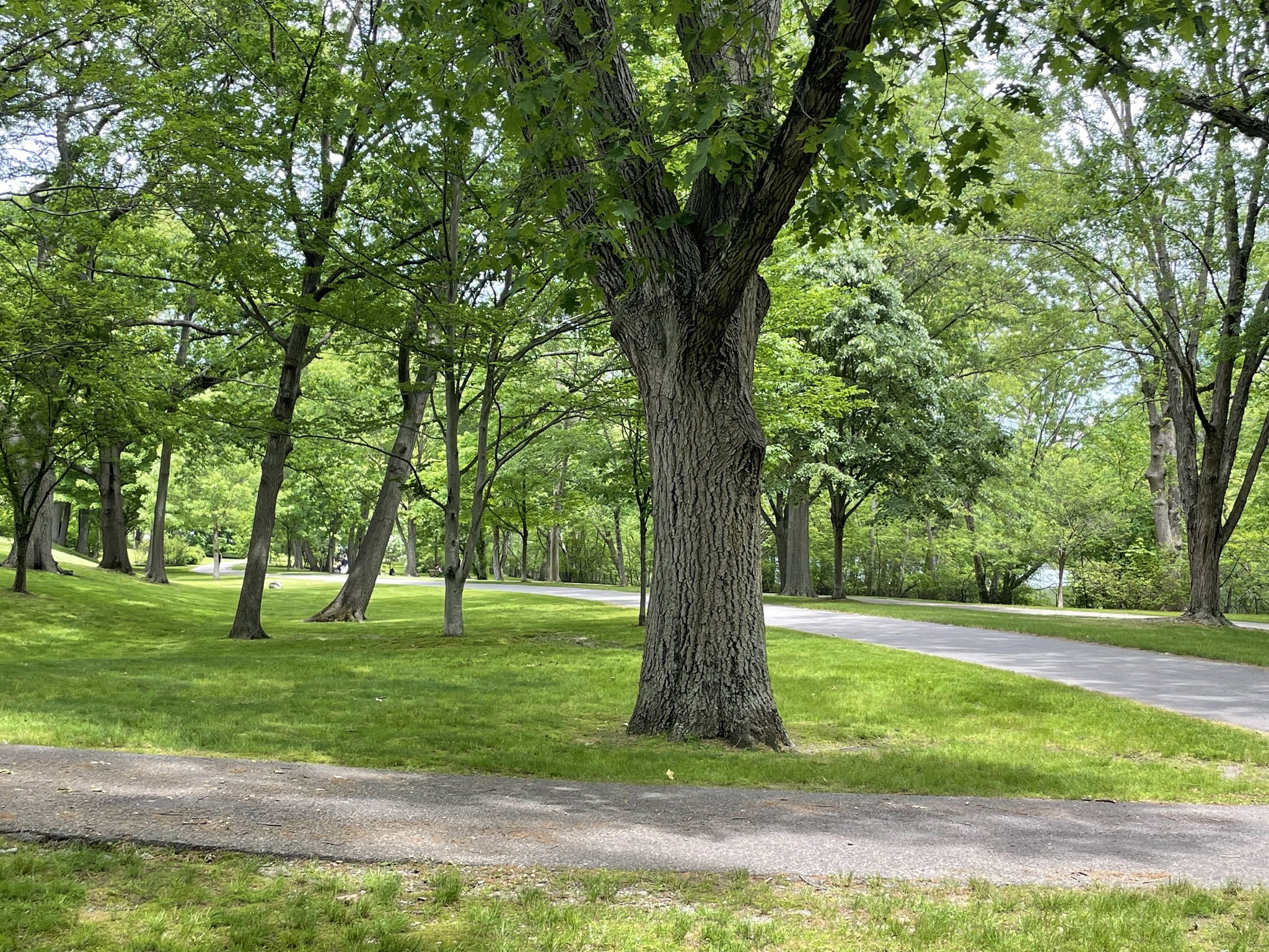 brookline - #73384823