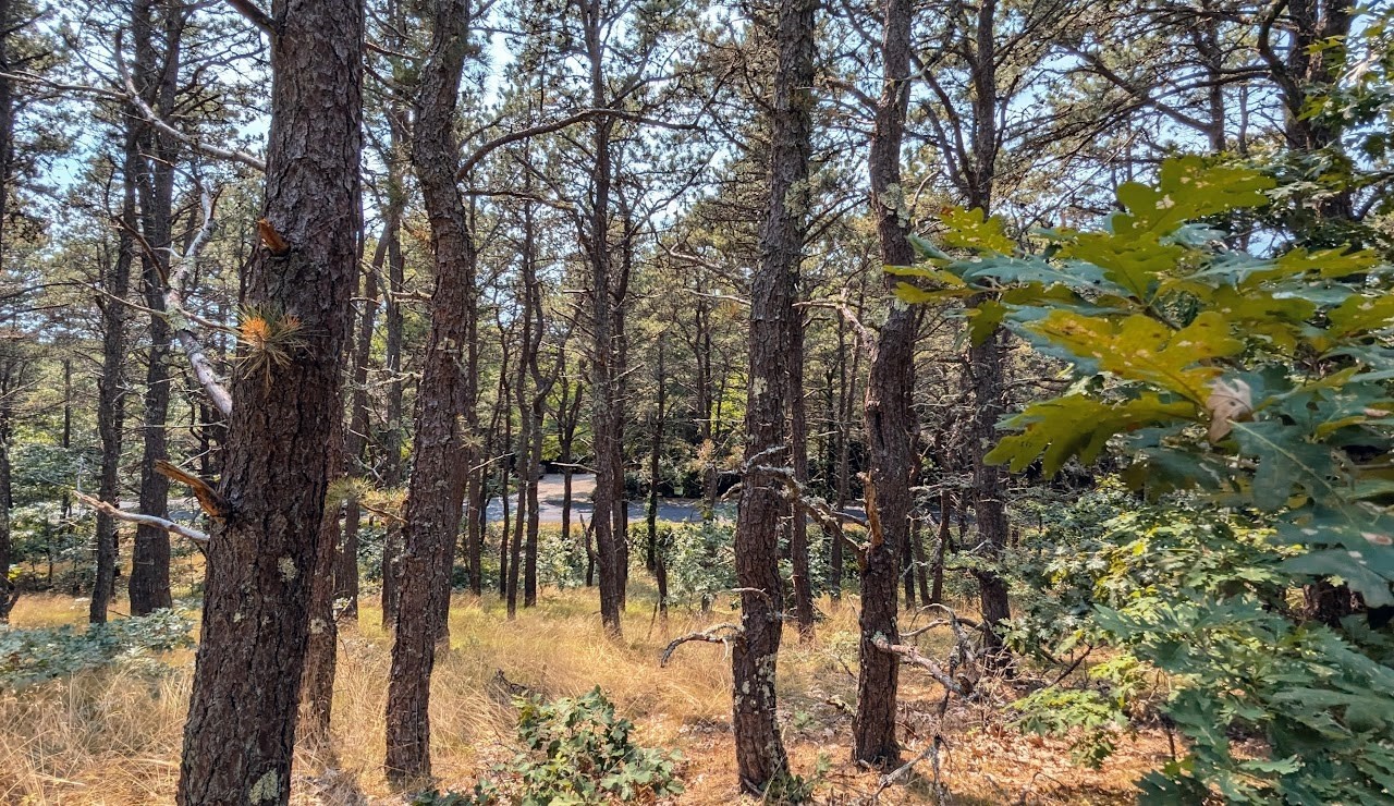 4 Sandpiper Road, Truro, MA 02666