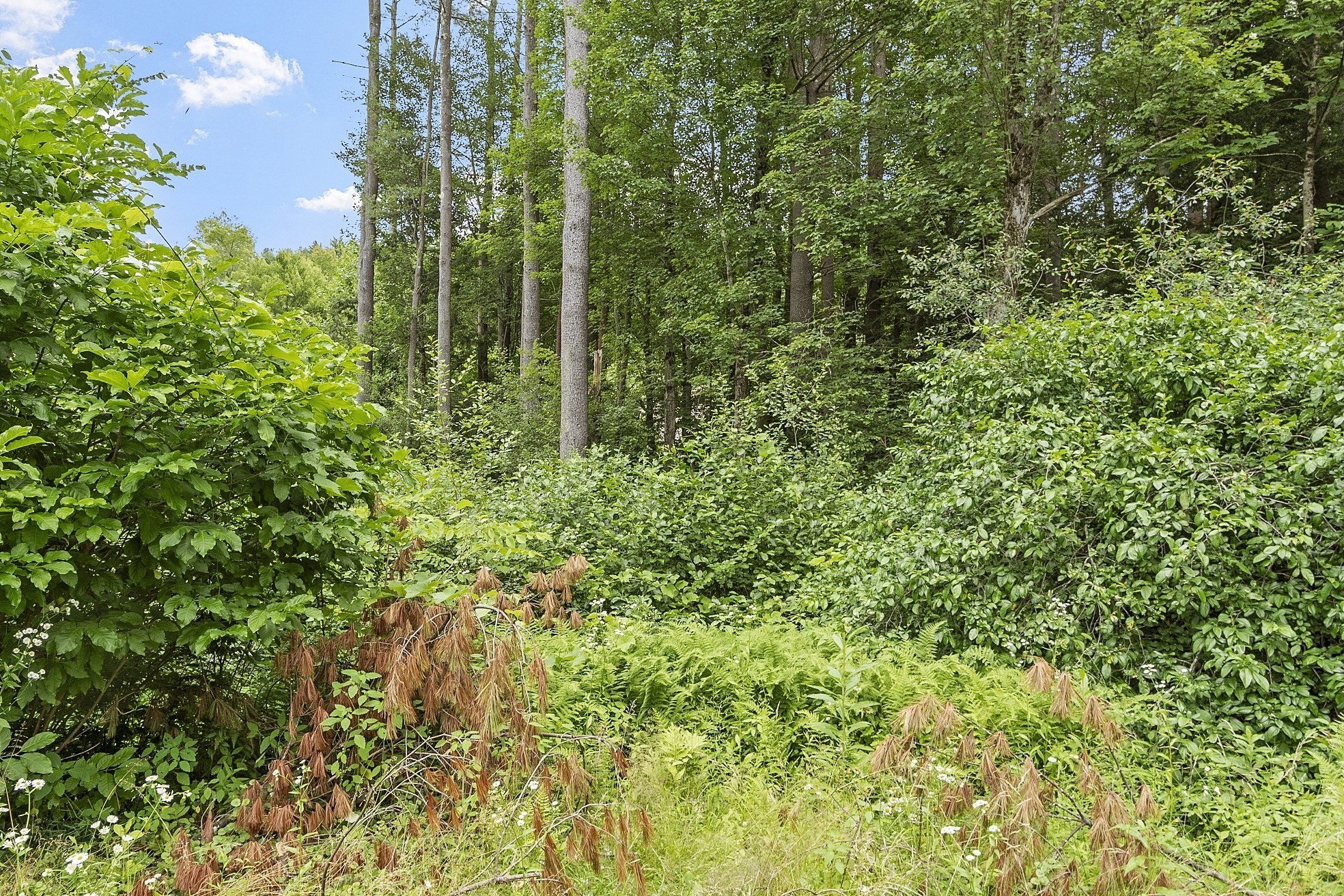 athol - #73401509