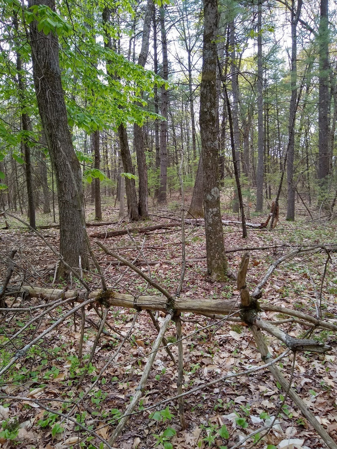 534 Ipswich Road, Boxford, MA 01921 - Image 5