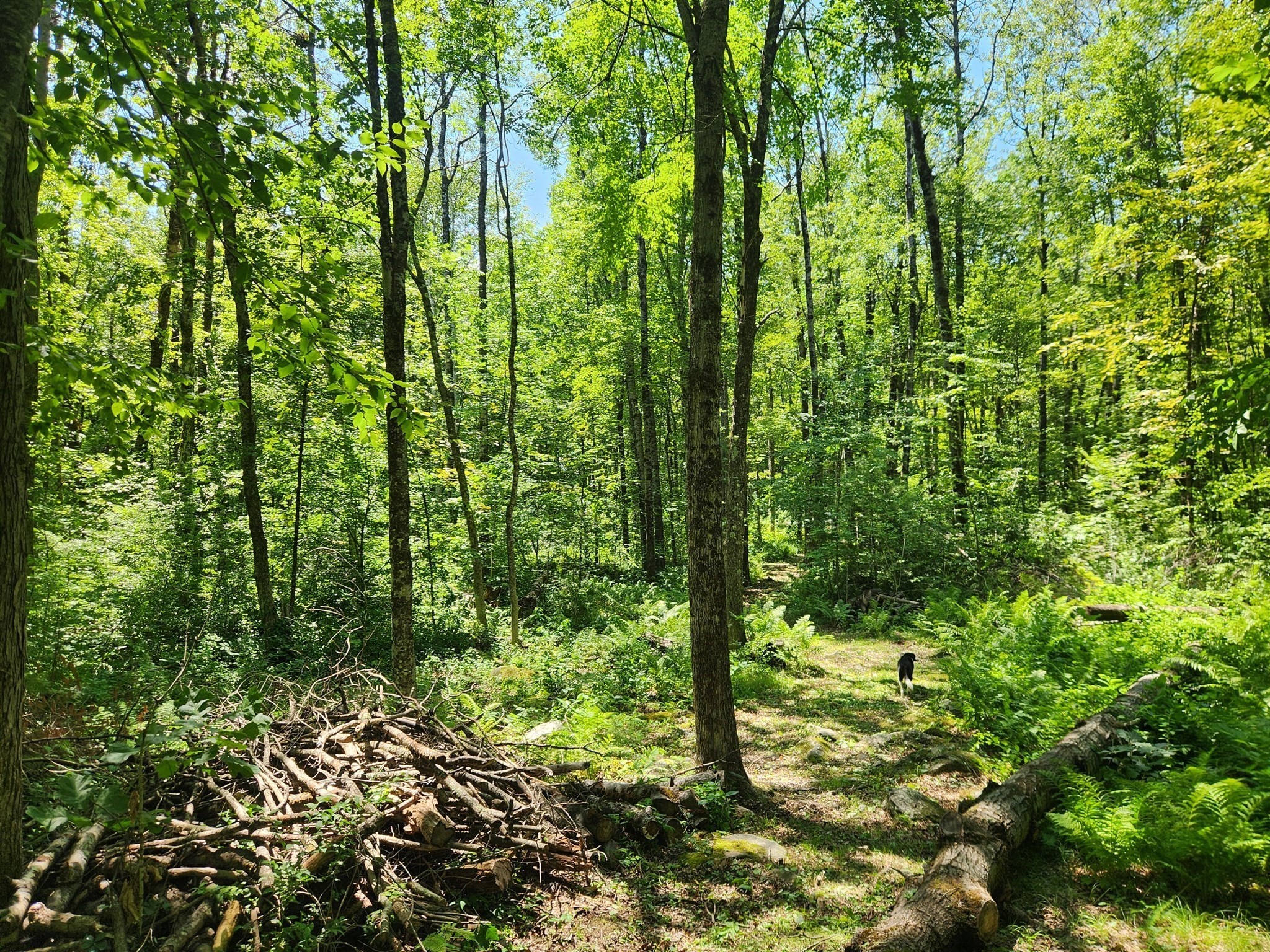 7 Delargy Rd, Hardwick, MA 01037 - Image 20