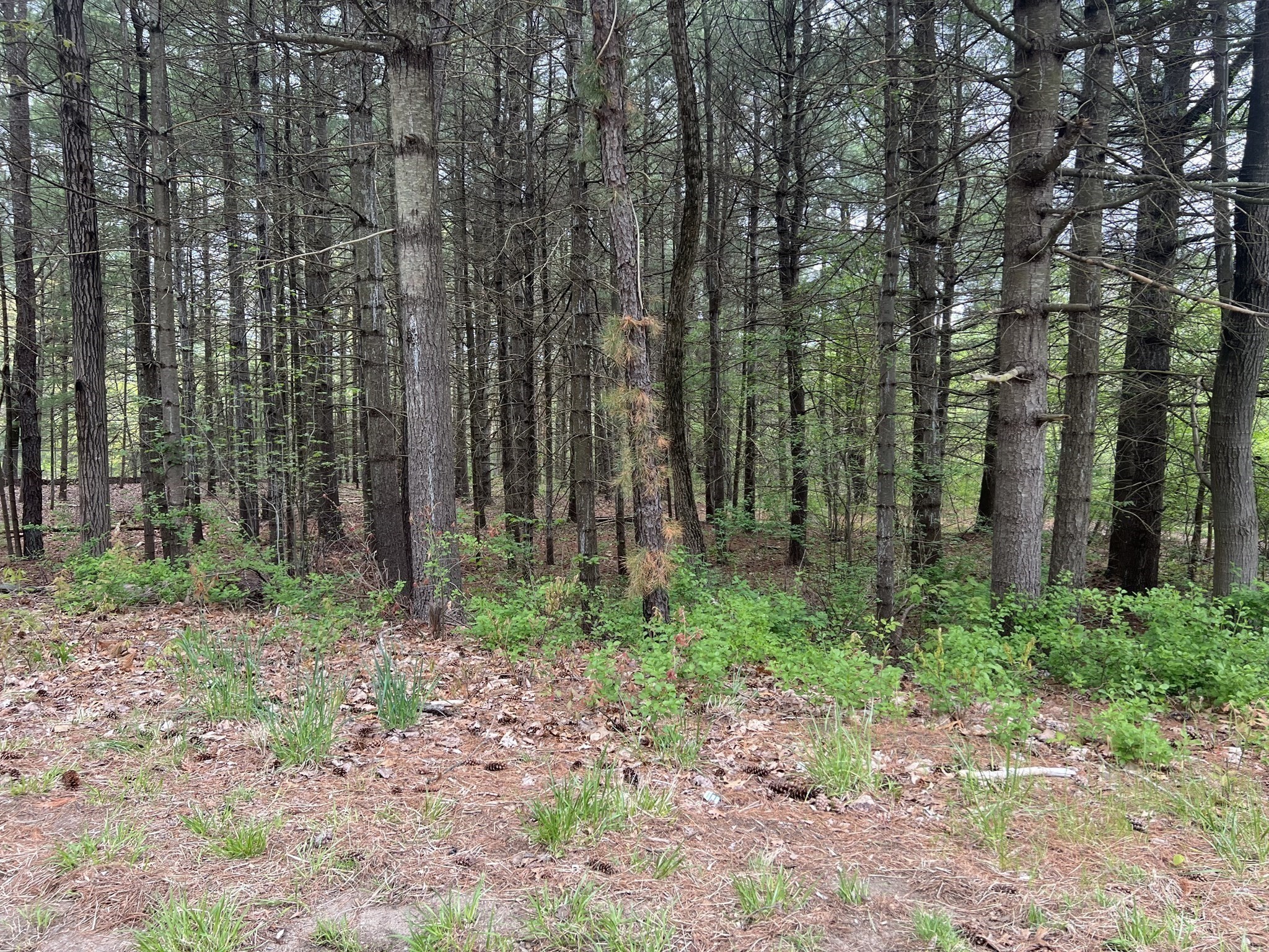 62 Lawrence Street, Palmer, MA 01069 - Image 3