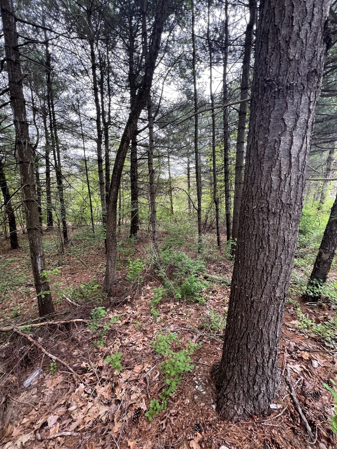 62 Lawrence Street, Palmer, MA 01069 - Image 4