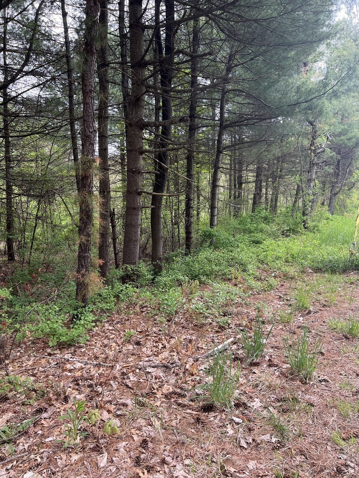 62 Lawrence Street, Palmer, MA 01069 - Image 5