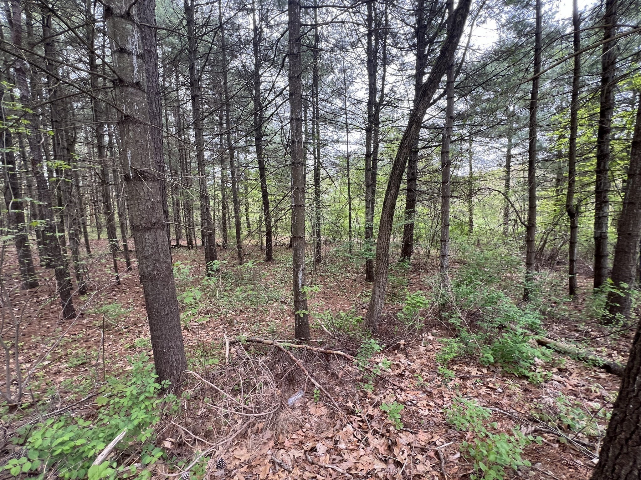 62 Lawrence Street, Palmer, MA 01069 - Image 6