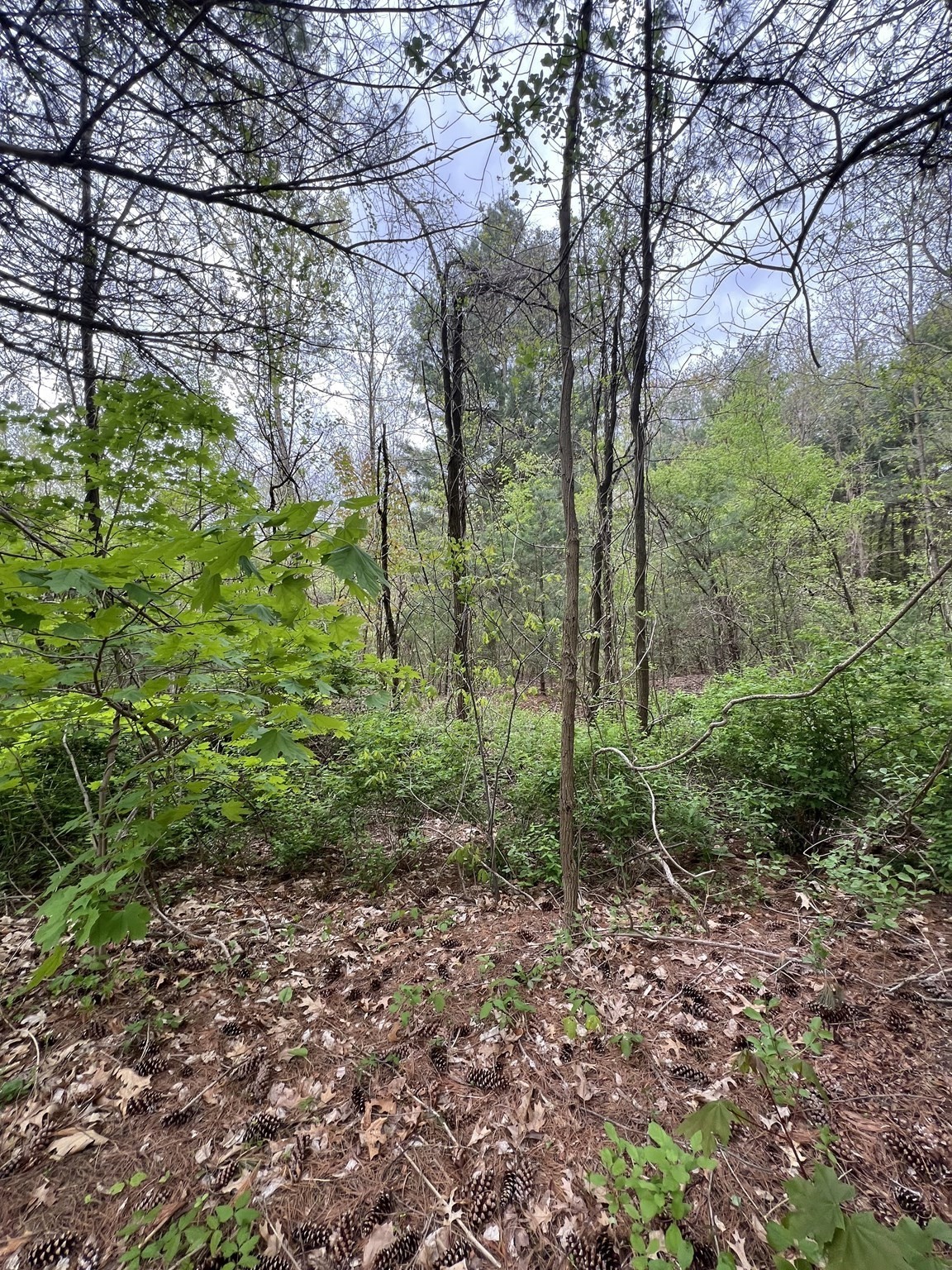 39 Lawrence, Palmer, MA 01069 - Image 3