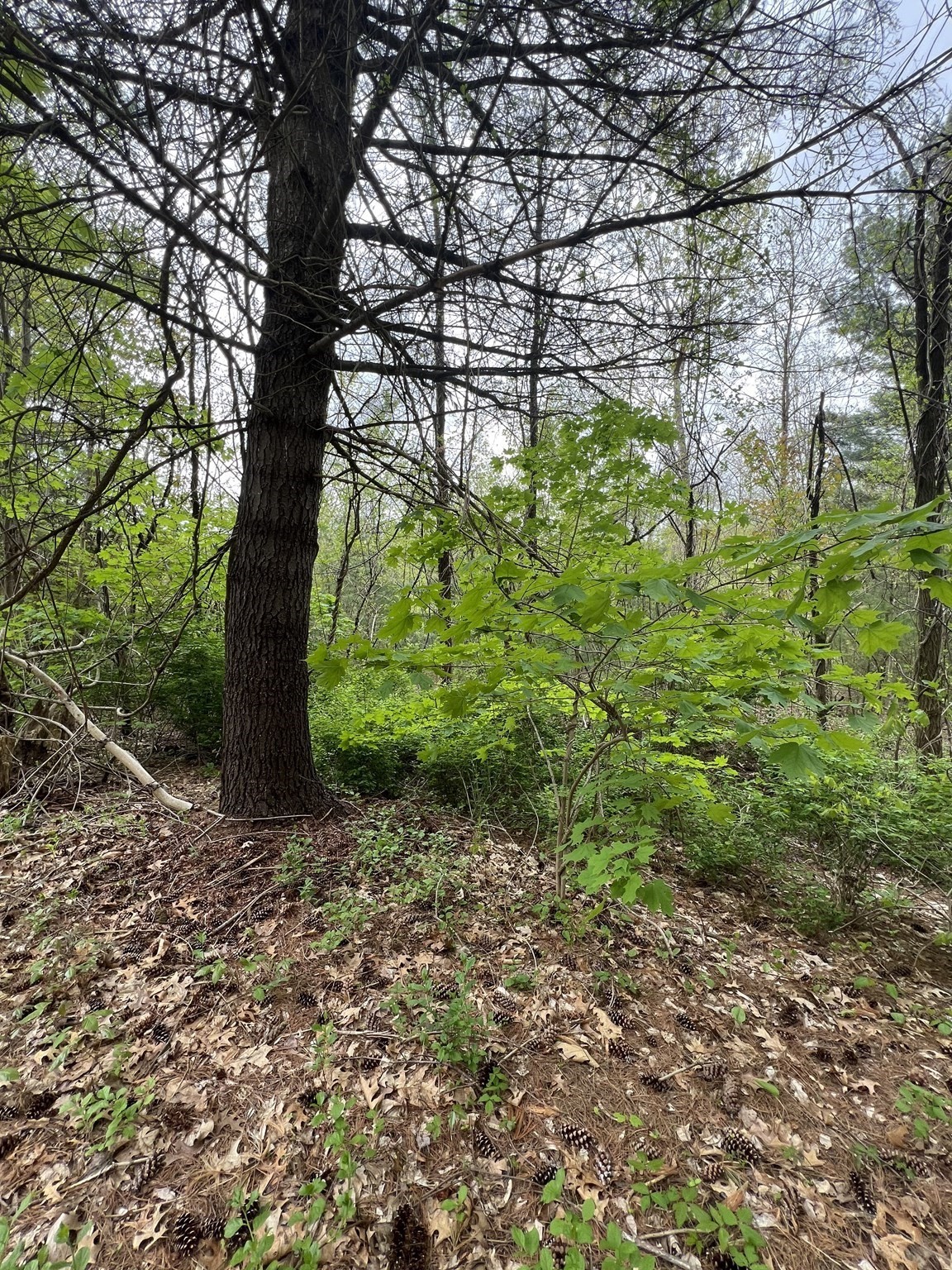 39 Lawrence, Palmer, MA 01069 - Image 5