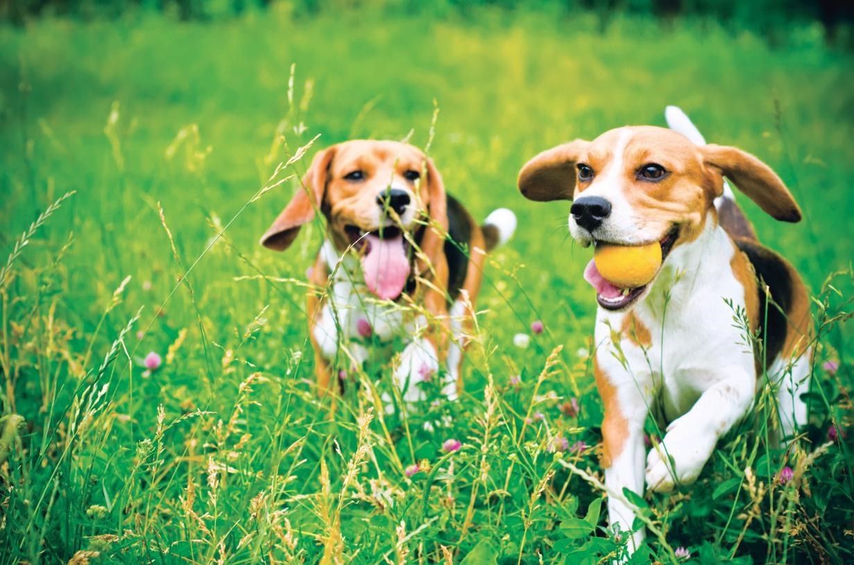 16 Loons Call Unit 106, Plymouth, MA 02360 - Image 13