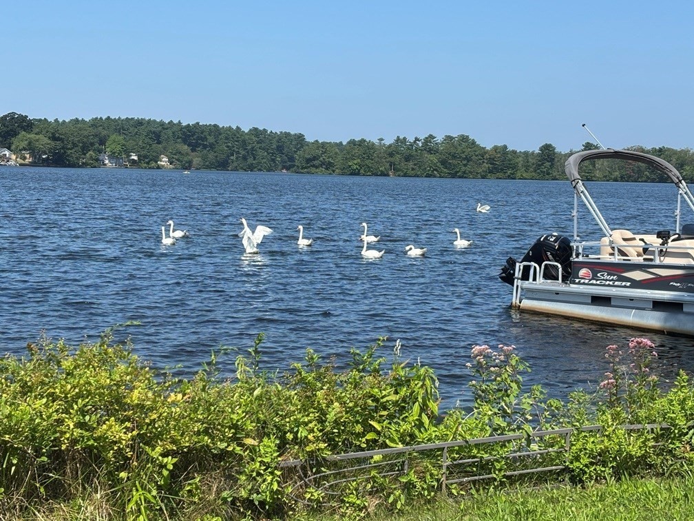 pembroke - #73411713