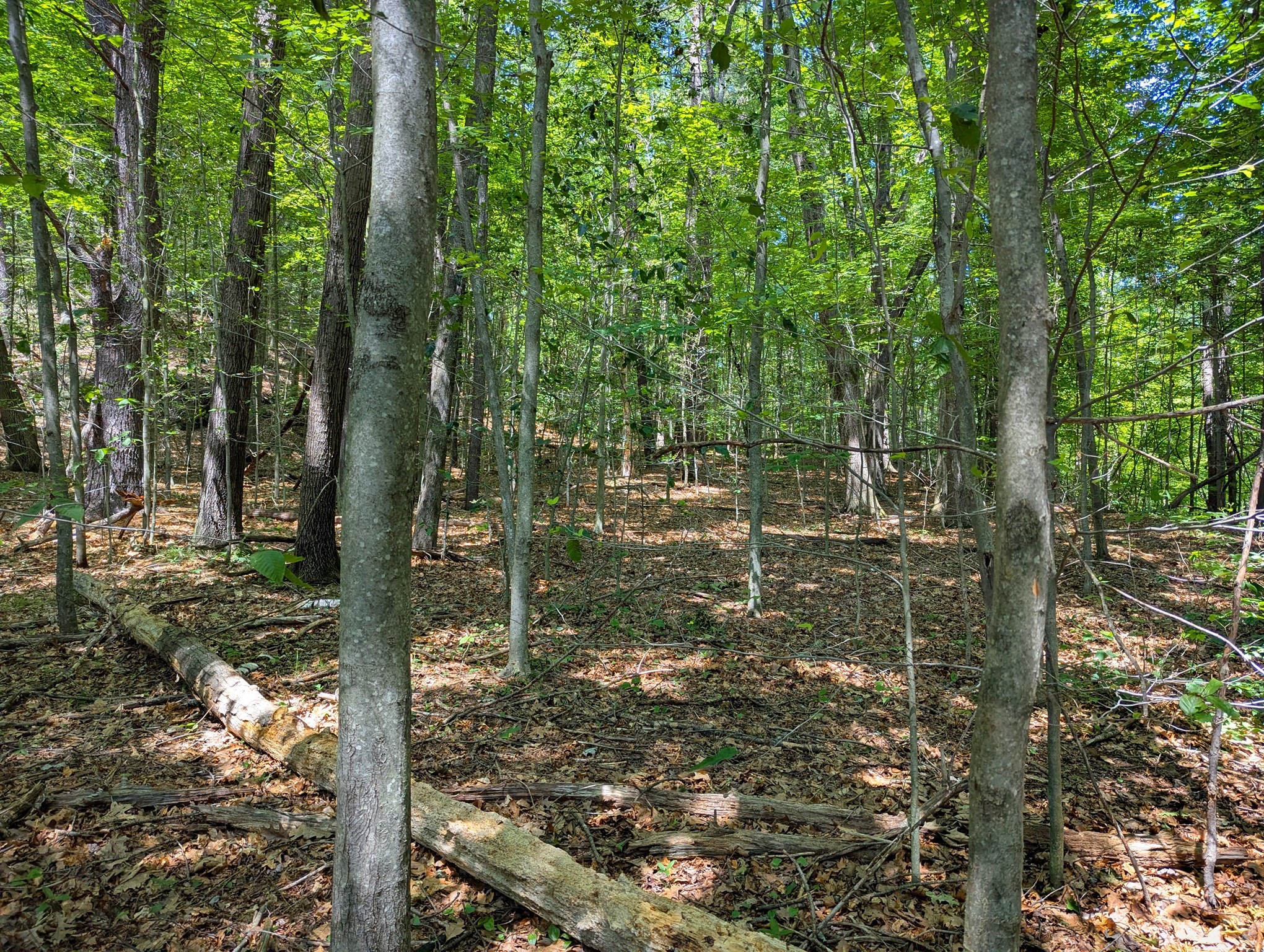 81 Pomeroy Ter, Russell, MA 01071 - Image 11