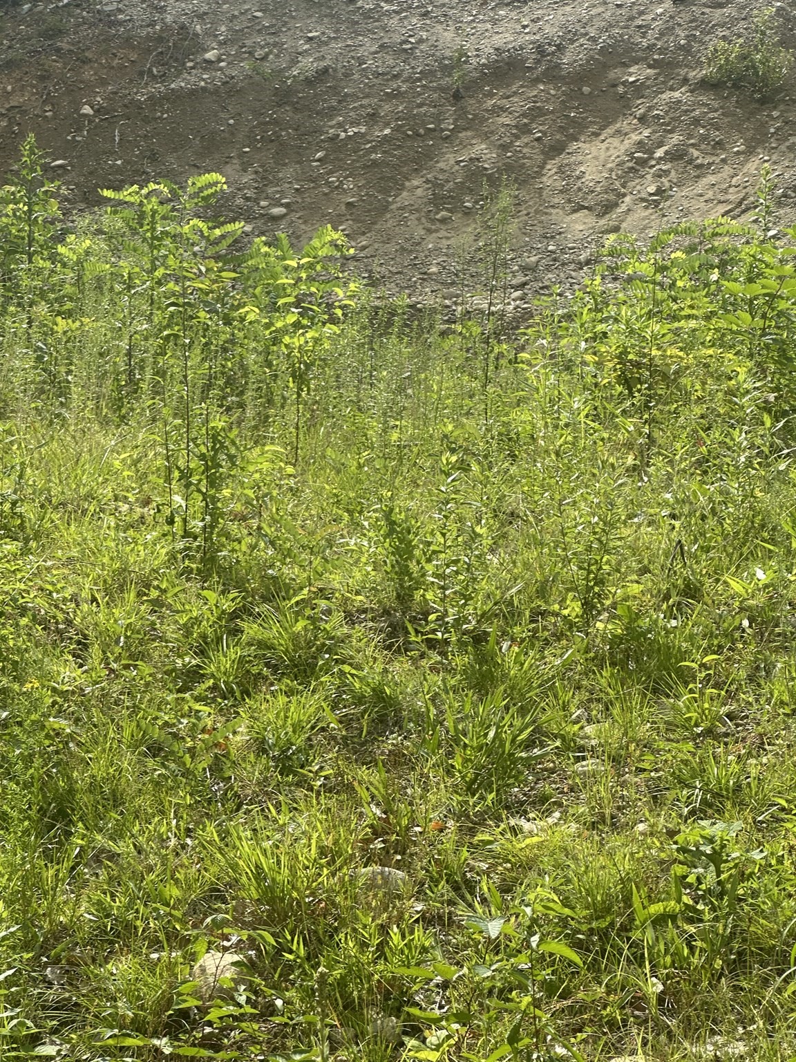 33 Walsh Ave, Auburn, MA 01501 - Image 4