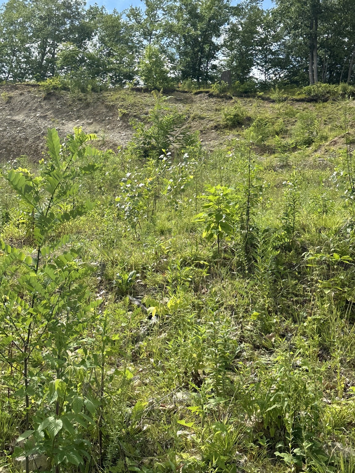 33 Walsh Ave, Auburn, MA 01501 - Image 7