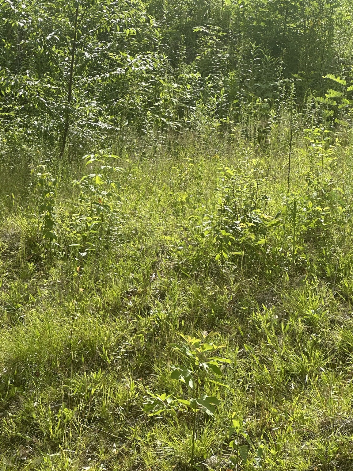 31 Walsh Ave, Auburn, MA 01501 - Image 3