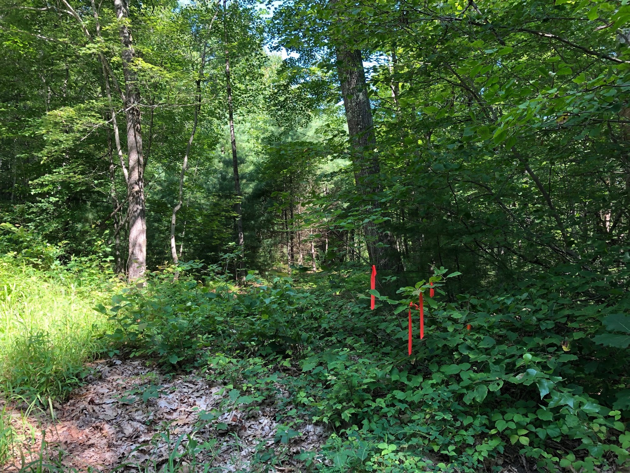 2 North Gulf Rd, Belchertown, MA 01007 - Image 4