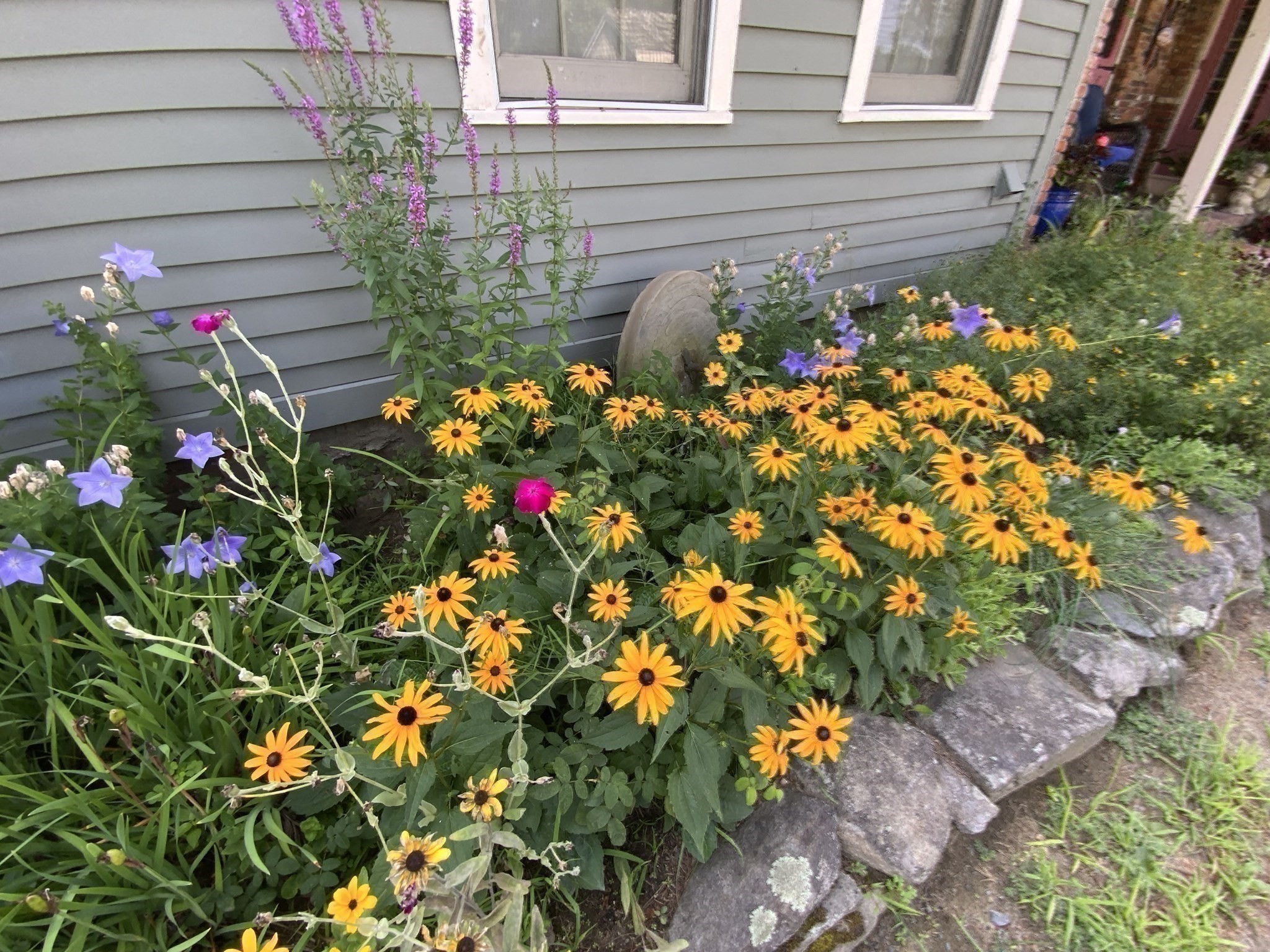 whately - #73417113